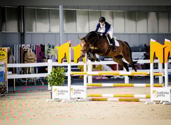 Belgisches Sportpferd, Wallach, 4 Jahre, 164 cm, Rotbrauner