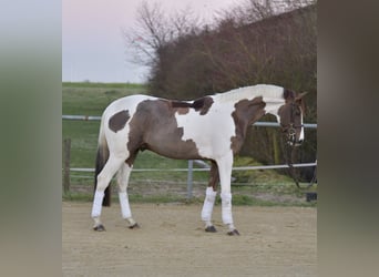 Belgisches Sportpferd, Wallach, 4 Jahre, 165 cm, Schecke