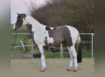 Belgisches Sportpferd, Wallach, 4 Jahre, 165 cm, Schecke