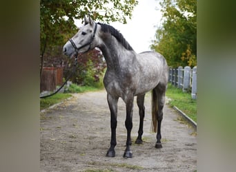 Belgisches Sportpferd, Wallach, 4 Jahre, 168 cm, Schimmel