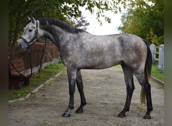Belgisches Sportpferd, Wallach, 4 Jahre, 168 cm, Schimmel