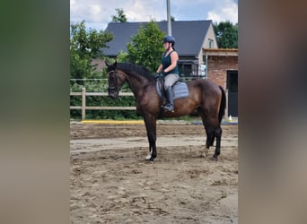 Belgisches Sportpferd, Wallach, 4 Jahre, 170 cm, Dunkelbrauner