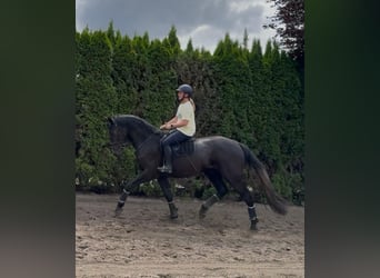 Belgisches Sportpferd, Wallach, 4 Jahre, 172 cm, Rappschimmel