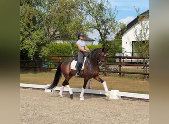 Belgisches Sportpferd, Wallach, 5 Jahre, 162 cm, Brauner