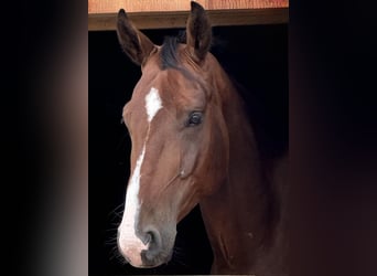Belgisches Sportpferd, Wallach, 5 Jahre, 165 cm, Brauner