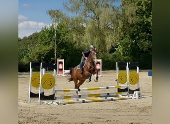 Belgisches Sportpferd, Wallach, 5 Jahre, 165 cm, Brauner