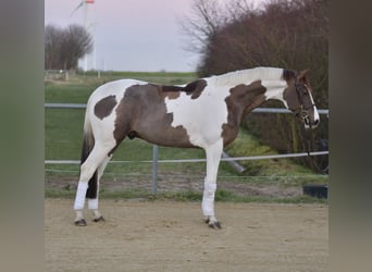 Belgisches Sportpferd, Wallach, 5 Jahre, 165 cm, Schecke