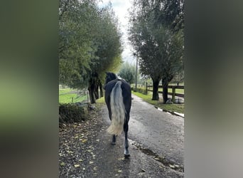 Belgisches Sportpferd, Wallach, 5 Jahre, 165 cm, Schimmel