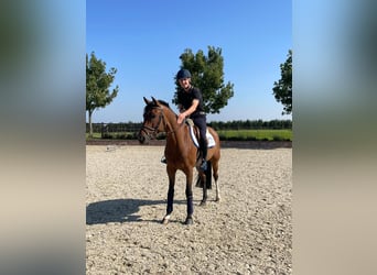 Belgisches Sportpferd, Wallach, 5 Jahre, 166 cm, Brauner