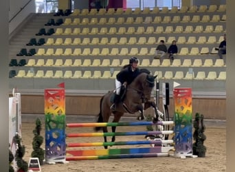 Belgisches Sportpferd, Wallach, 5 Jahre, 170 cm, Brauner