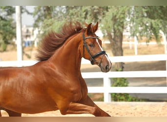 Belgisches Sportpferd, Wallach, 5 Jahre, 170 cm, Dunkelfuchs