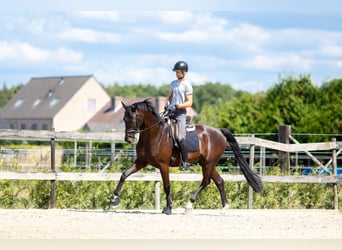 Belgisches Sportpferd, Wallach, 5 Jahre, 176 cm, Schwarzbrauner