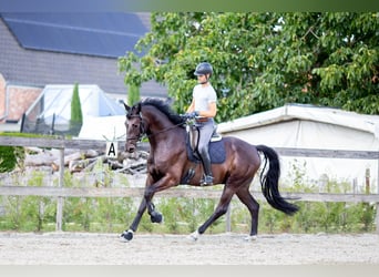Belgisches Sportpferd, Wallach, 5 Jahre, 176 cm, Schwarzbrauner