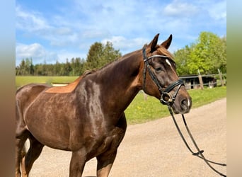 Belgisches Sportpferd, Wallach, 6 Jahre, 170 cm, Dunkelfuchs