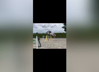 Belgisches Sportpferd, Wallach, 6 Jahre, 170 cm, Schimmel