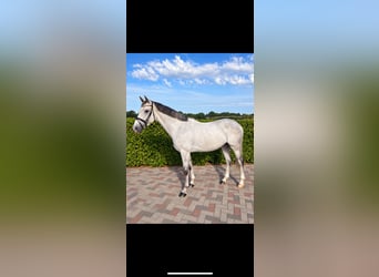 Belgisches Sportpferd, Wallach, 6 Jahre, 170 cm, Schimmel