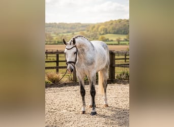 Belgisches Sportpferd, Wallach, 6 Jahre, 172 cm, Schimmel