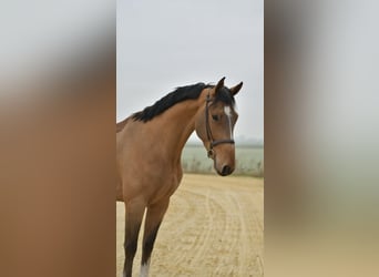 Belgisches Sportpferd, Wallach, 6 Jahre, 173 cm, Hellbrauner