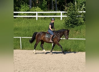 Belgisches Sportpferd, Wallach, 7 Jahre, 164 cm, Dunkelbrauner