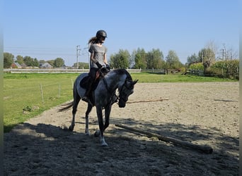 Belgisches Sportpferd, Wallach, 7 Jahre, 164 cm, Schimmel