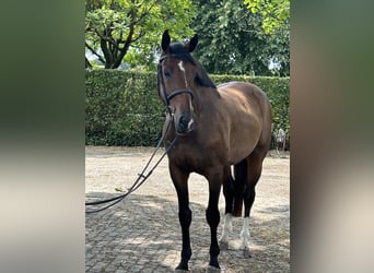 Belgisches Sportpferd, Wallach, 7 Jahre, 168 cm, Brauner