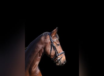 Belgisches Sportpferd, Wallach, 7 Jahre, 170 cm, Brauner