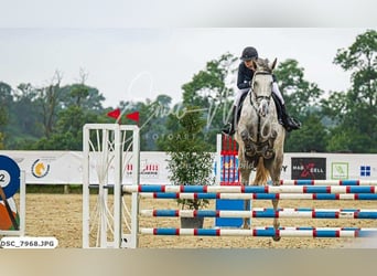 Belgisches Sportpferd, Wallach, 7 Jahre, 180 cm, Schimmel