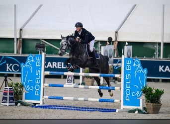 Belgisches Sportpferd, Wallach, 8 Jahre, 165 cm, Rappschimmel