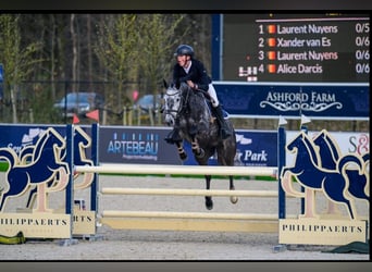 Belgisches Sportpferd, Wallach, 8 Jahre, 165 cm, Rappschimmel