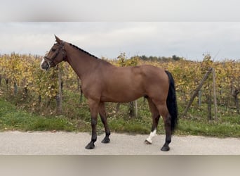 Belgisches Sportpferd, Wallach, 8 Jahre, 175 cm