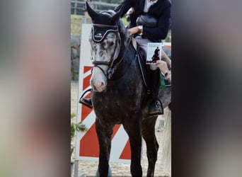 Belgisches Sportpferd, Wallach, 9 Jahre, 177 cm, Schimmel