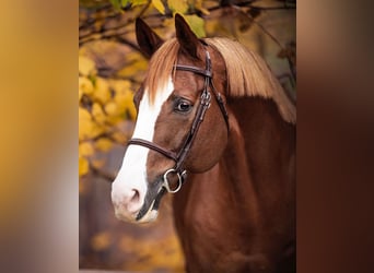 Belgisches Warmblut, Unbekannt, Embryo