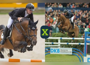 Belgisches Warmblut, Unbekannt, Embryo