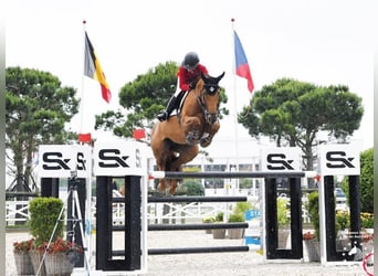 Belgisches Warmblut, Unbekannt, Embryo