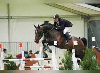 Belgisches Warmblut, Unbekannt, Embryo