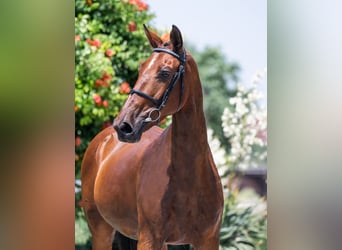 Belgisches Warmblut, Unbekannt, Embryo