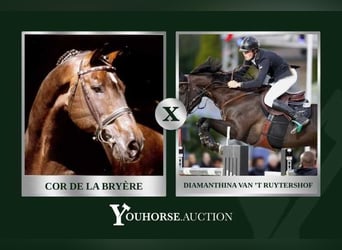 Belgisches Warmblut, Unbekannt, Embryo