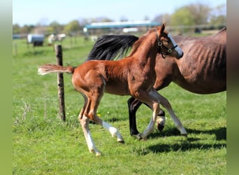 Belgisches Warmblut, Hengst, 12 Jahre, 157 cm, Brauner