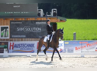 Belgisches Warmblut, Hengst, 12 Jahre, 167 cm, Dunkelbrauner