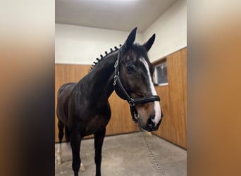 Belgisches Warmblut, Hengst, 12 Jahre, 167 cm, Dunkelbrauner