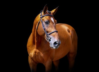 Belgisches Warmblut, Hengst, 13 Jahre, Brauner
