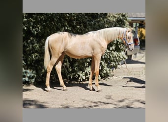 Belgisches Warmblut, Hengst, 1 Jahr, 138 cm, Palomino