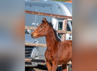 Belgisches Warmblut, Hengst, 1 Jahr, 145 cm