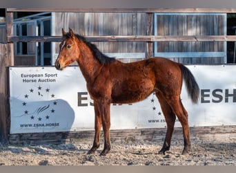 Belgisches Warmblut, Hengst, 1 Jahr, 145 cm