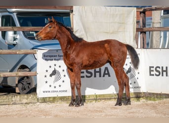 Belgisches Warmblut, Hengst, 1 Jahr, 145 cm