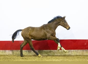 Belgisches Warmblut, Hengst, 1 Jahr, 155 cm, Brauner