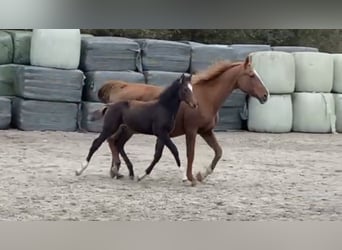 Belgisches Warmblut, Hengst, 1 Jahr, 168 cm, Brauner