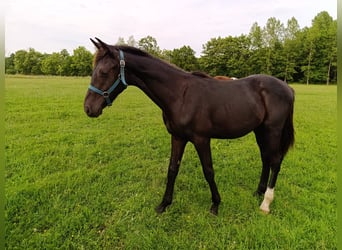 Belgisches Warmblut, Hengst, 1 Jahr, 168 cm, Schwarzbrauner
