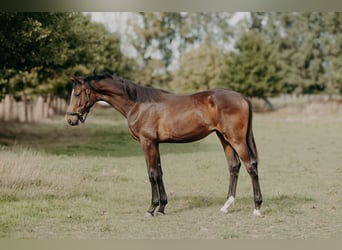 Belgisches Warmblut, Hengst, 1 Jahr, 170 cm, Brauner