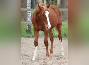Belgisches Warmblut, Hengst, 1 Jahr, 173 cm, Fuchs